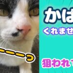 【初めて見たリュックが気になりすぎる猫 #019】ランニングリュックを見た猫がとった、おもしろい反応に！？