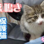 保護から13日目の子猫の甘え鳴きが可愛すぎます／保護猫ななこ【セカンド】【子猫／捨て猫／迷い猫】