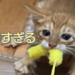 楽しそうに遊ぶ子猫の動画集#2【ほっこり動画】