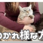 保護猫ちよ2ヶ月目【日々頑張るあなたへ癒しチャージ】