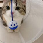 3COINSのトンネルとおもちゃに子猫が大興奮したの巻【ミヌエット】cat tunnel & toy