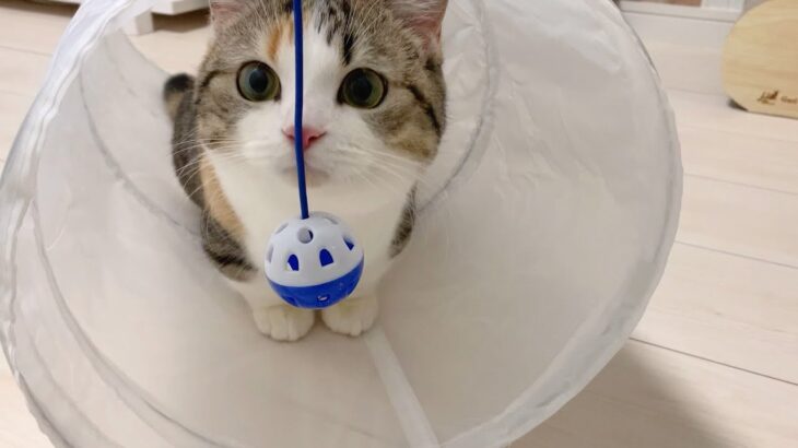 3COINSのトンネルとおもちゃに子猫が大興奮したの巻【ミヌエット】cat tunnel & toy