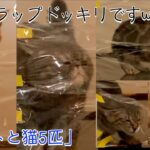 【ニートと猫5匹】サランラップドッキリが面白すぎたww