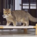 かわいい猫の非常に奇妙な表情を見てください #89