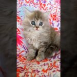 Beautiful fluffy cutecats persian kittens | Available in Mumbai | more details WhatsApp📞 6392929085