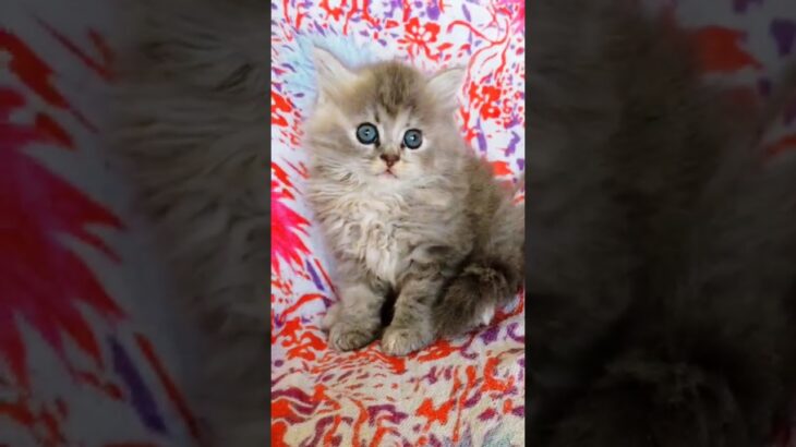 Beautiful fluffy cutecats persian kittens | Available in Mumbai | more details WhatsApp📞 6392929085