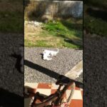 Cat family taking sun bath 😂😂  || MY SWEET & CUTE CATS