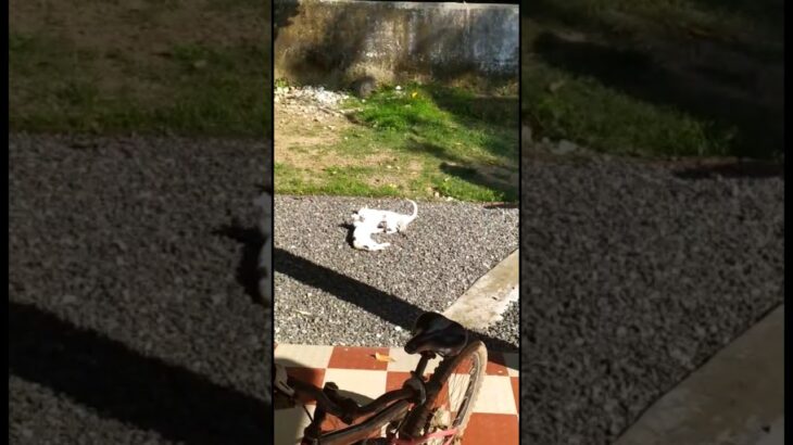 Cat family taking sun bath 😂😂  || MY SWEET & CUTE CATS