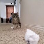 Cute Kitten Moments – Vol 2