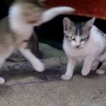 Cute Kitten playing, fighting jumping #ammapets