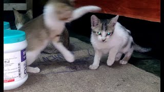 Cute Kitten playing, fighting jumping #ammapets