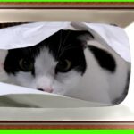猫さん袋遊びと重量級猫ジャンプ【可愛い猫！Cute cat!】ハチワレ・ヅラ猫