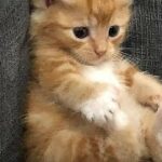 😻🐈Cute cats baby cats best funny moments cat rescued