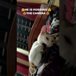 Cute kitten wants to hug the camera 😍🥳 || MY SWEET & CUTE CATS ||