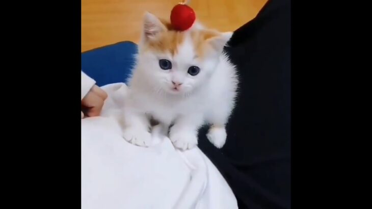Cutest kittens in the world. Cute Kitten, Funny Kitten.
