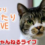 【猫ライブ配信】金曜日のリキちゃんねる・まったりLIVE☆猫のナイトルーティン（おやつタイム・ねんねタイム）☆リキちゃんが癒しの時間をお届け♪