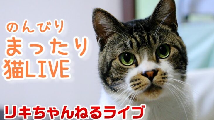 【猫ライブ配信】金曜日のリキちゃんねる・まったりLIVE☆猫のナイトルーティン（おやつタイム・ねんねタイム）☆リキちゃんが癒しの時間をお届け♪