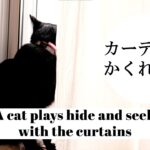 【癒し】猫、カーテンでかくれんぼ – a cat plays hide and seek with the curtains