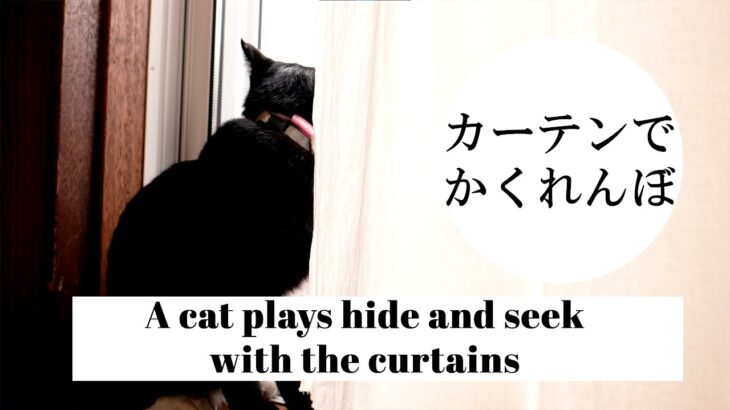 【癒し】猫、カーテンでかくれんぼ – a cat plays hide and seek with the curtains
