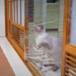 長っっっっ！　#猫 #ねこ #ネコ #cat #うちの猫 #猫おもしろ #猫のいる暮らし #猫テロ