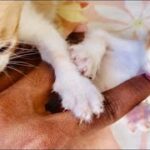 cute kitten bites finger on being tickled