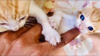 cute kitten bites finger on being tickled