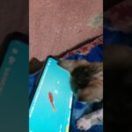 cute kitten cat play with catching fish game 😘😘😊😊😊