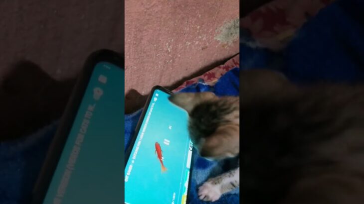 cute kitten cat play with catching fish game 😘😘😊😊😊