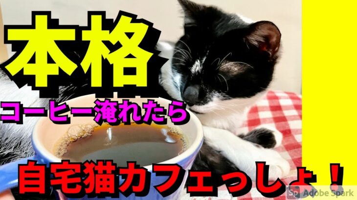 【猫動画】猫の前でコーヒーを本格的に淹れたら、ハプニングもあったけど自宅が最高の 猫カフェ になった！！【iPhone12Proで撮影】