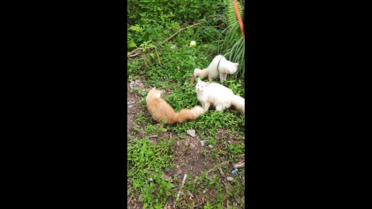 kucing berpetualang di alam liar ||law of the jungle|| cute cats