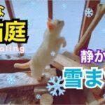 ❄ 小さな猫庭❄雪と氷柱と猫と足跡🐾癒し動画…頭をカラっぽに。ねこlog