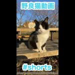 #shorts   カメラに猫パンチする可愛い野良猫ちゃん　とても綺麗で懐っこいです　cat