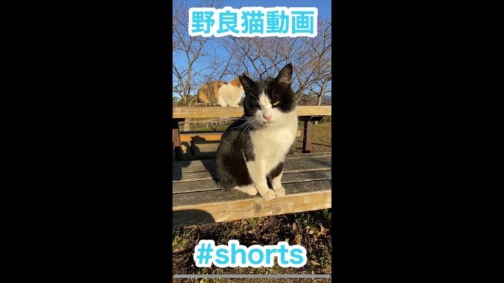 #shorts   カメラに猫パンチする可愛い野良猫ちゃん　とても綺麗で懐っこいです　cat