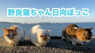 野良猫動画　野良猫ちゃんが並んで日向ぼっこ　とても可愛い猫ちゃん達です　stray cat