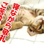 とんでもなく暴れる子猫の横でこんなに熟睡できる子猫【赤ちゃん猫】【保護猫　子猫】