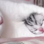 【癒しの猫動画】愛情深い母猫と可愛い子猫