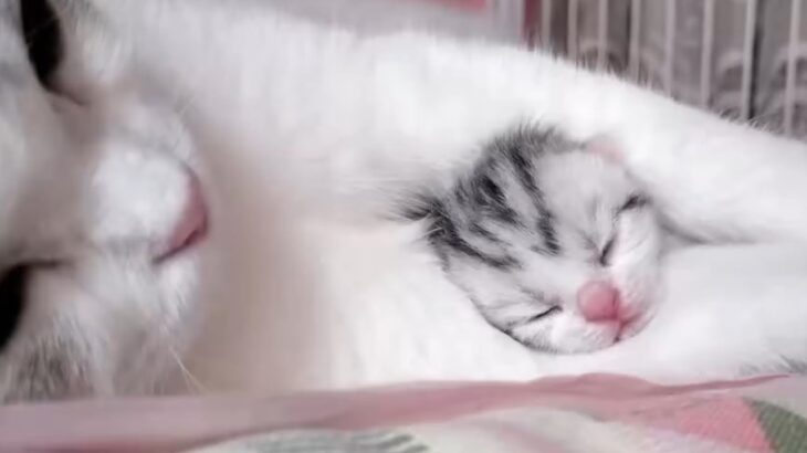 【癒しの猫動画】愛情深い母猫と可愛い子猫