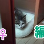 野良猫♀総集編③【猫】かわいい・おもしろい