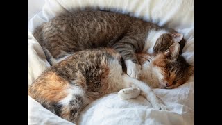 動物 癒し 庭猫「スンスン」と家猫「くま」ささやかで幸せな日々