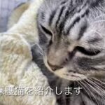 【猫癒し動画】今日はみそじゃないねこちゃんです