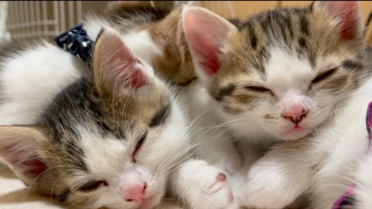 幸せいっぱいの子猫達は熟睡するのでした。