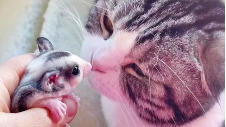 【癒しの猫モモンガ動画】猫とモモンガの出会い