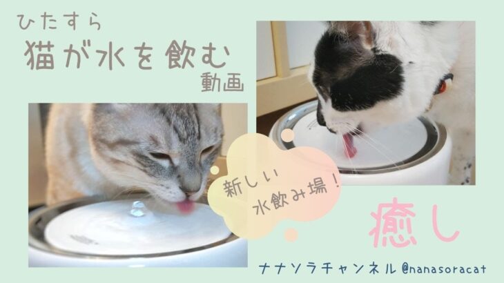 【癒し】水を飲む猫をひたすら眺める動画【元保護猫ナナ君と寄り目ルル君】