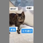 #よく聞かれる質問 #猫のいる暮らし #猫可愛い #おすすめにのりたい   ほうちゃんの自己紹介です♡