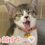 【山奥に捨てられた子猫】みみちゃんお引っ越し回