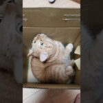 段ボール猫、可愛いよね。