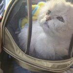 猫、病院へ行く。【猫動画】