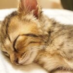 何をされても起きない子猫の寝顔がかわいい【赤ちゃん猫】【保護猫　子猫】