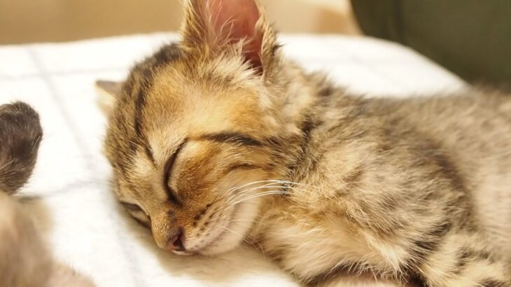 何をされても起きない子猫の寝顔がかわいい【赤ちゃん猫】【保護猫　子猫】