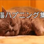 猫ハプニング集３